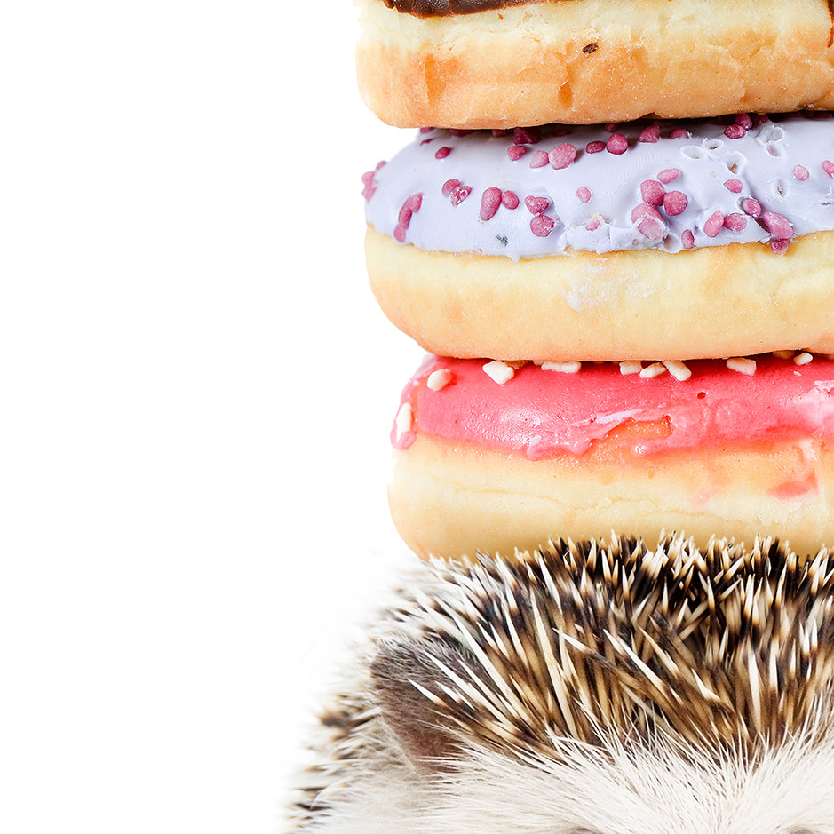 Hedgehog Donuts - Whimsy Animal