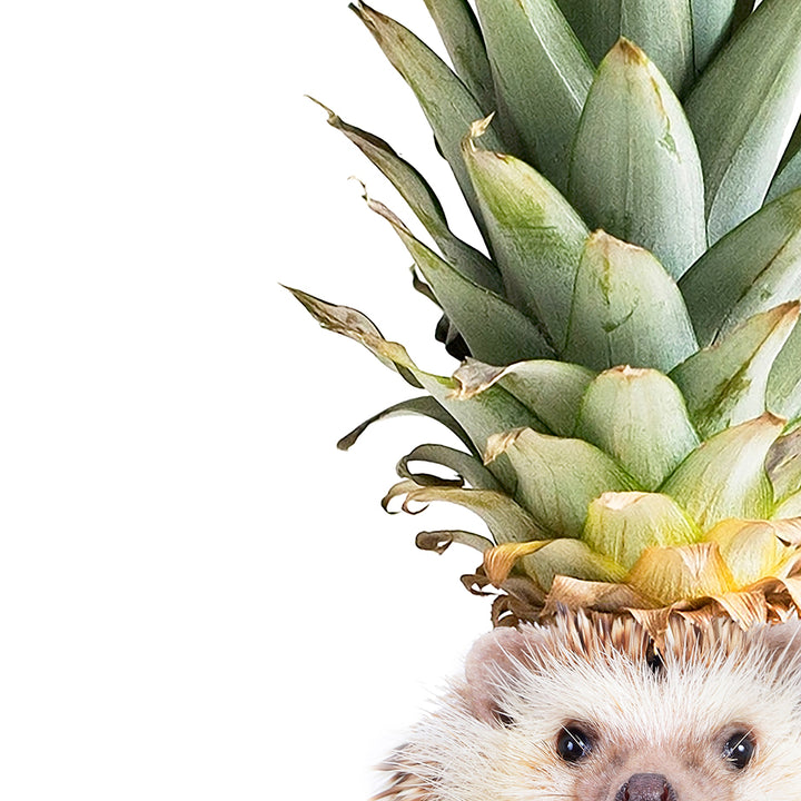 Hedgehog Pineapple - Whimsy Animal