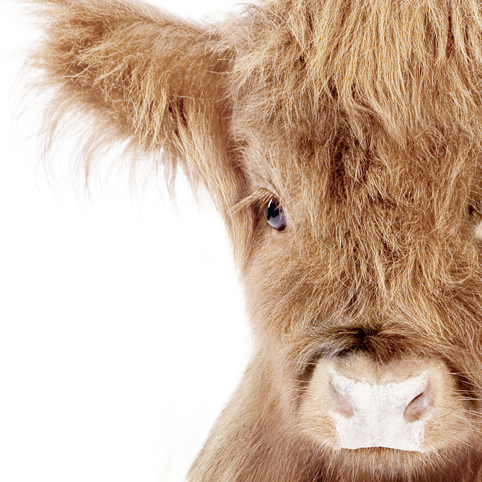 Baby Highland Cow - Baby Animal Portrait