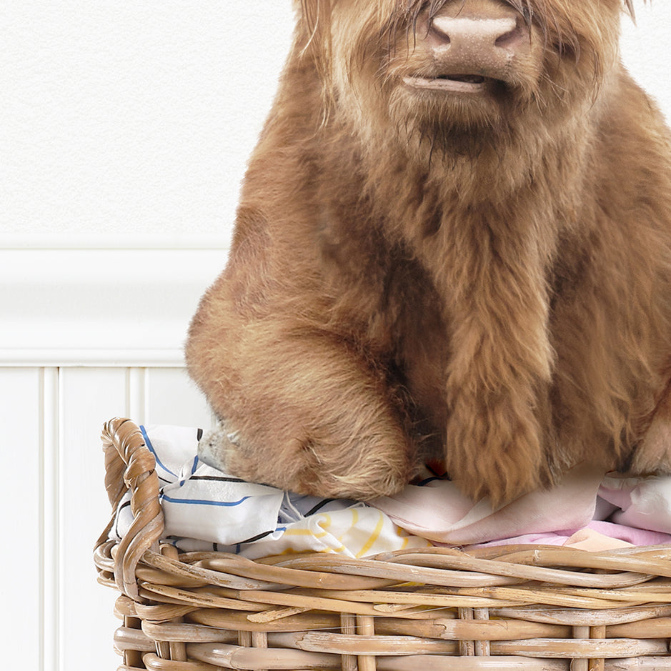 Highland Cow - I Herd That It's Laundry Day