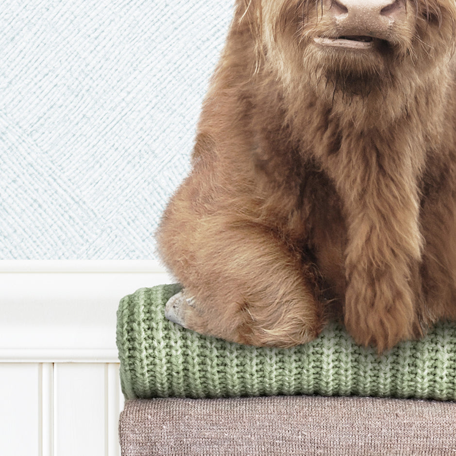 Highland Cow on Folded Sweaters - Cottage Blue Wall