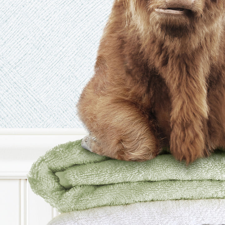 Highland Cow on Folded Towels - Cottage Blue Wall