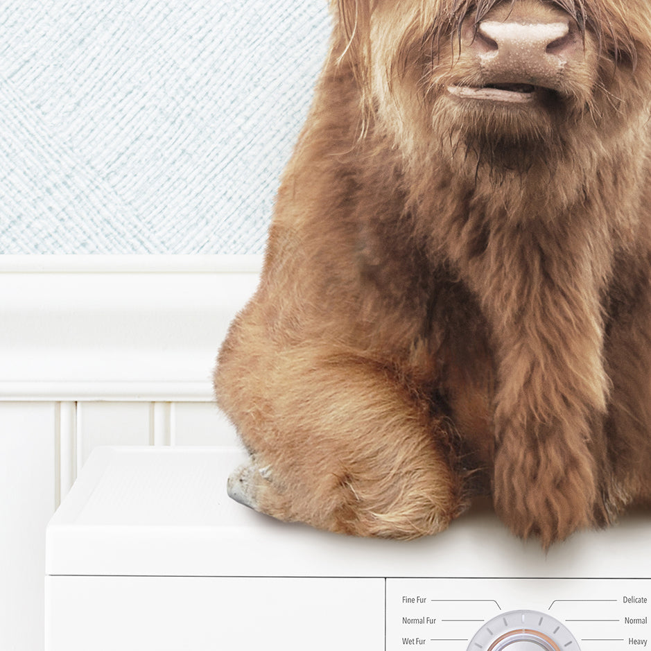 Highland Cow on Washing Machine - Cottage Blue Wall