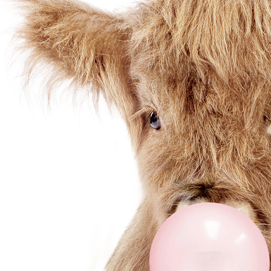 Baby Highland Cow Blowing Pink Bubble Gum