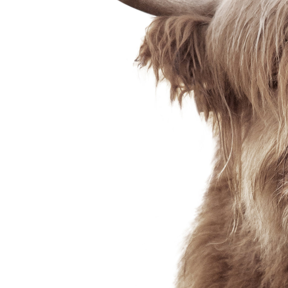 Highland Cow with Quirky Mouth - Animal Portraits