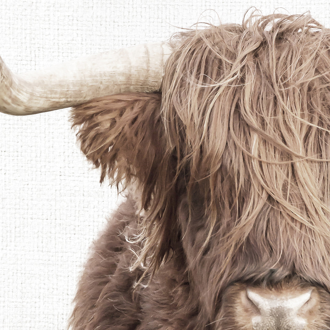 Highland Cow in Landscape - Animal Portraits