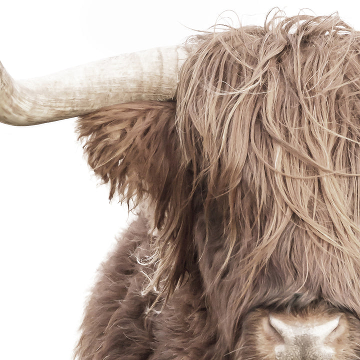 Highland Cow in Landscape - Animal Portraits