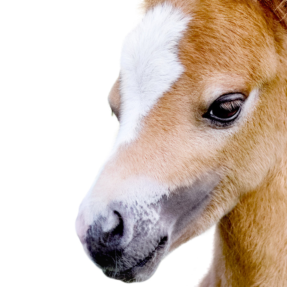 Baby Horse - Baby Animal Portrait