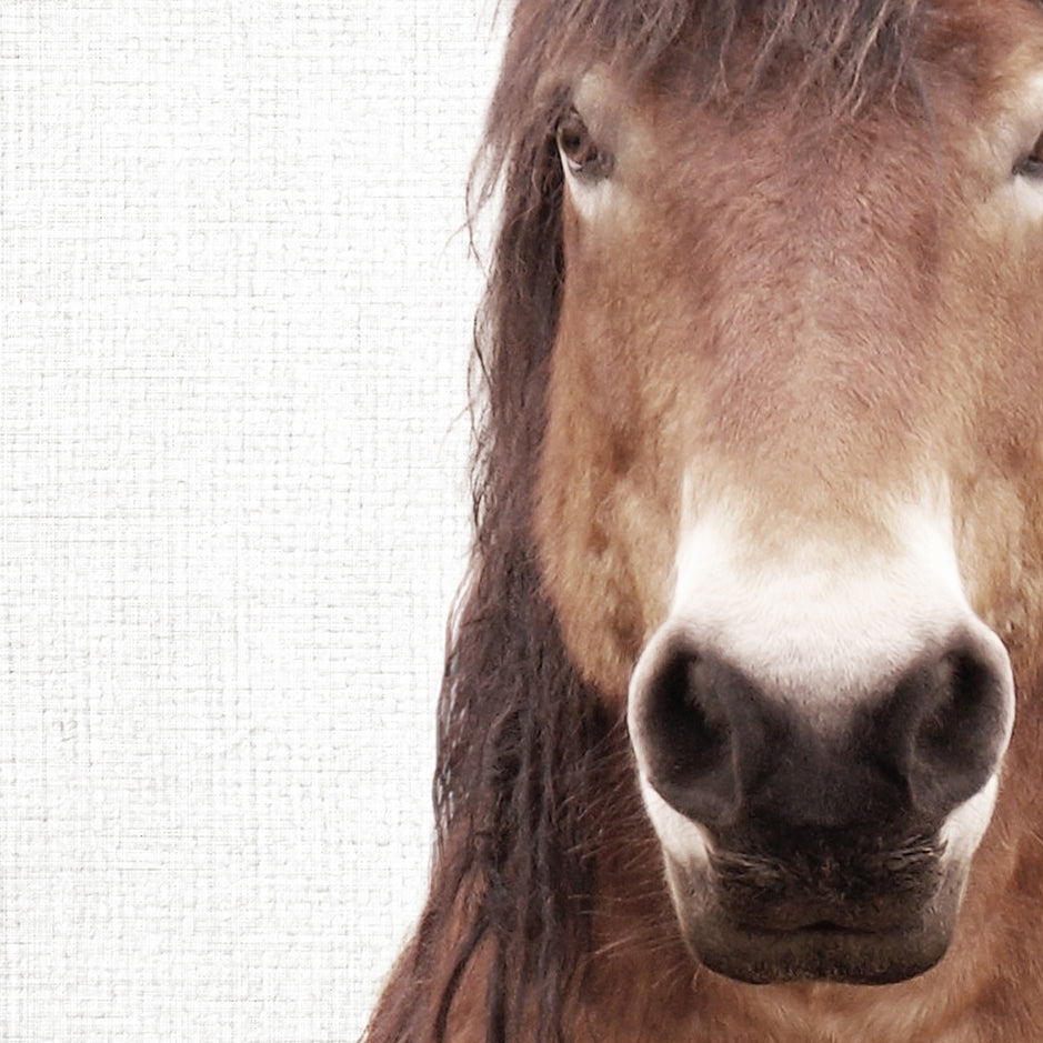 Meadow Horse - Animal Portraits