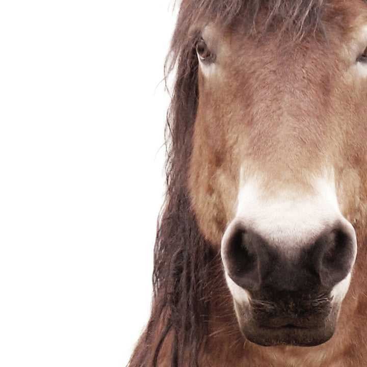 Meadow Horse - Animal Portraits