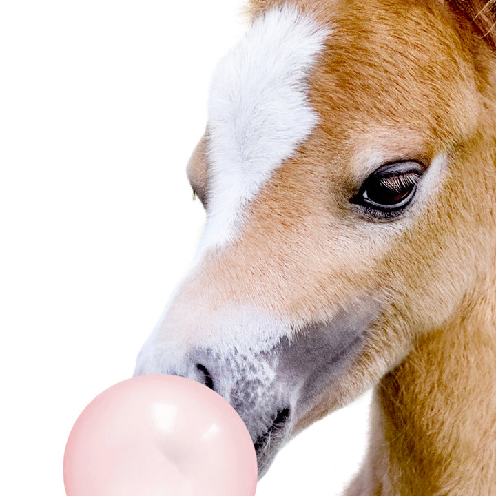 Baby Horse Blowing Pink Bubble Gum