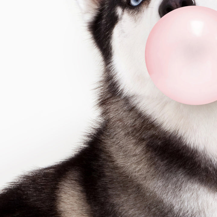 Siberian Husky Blowing Bubbles