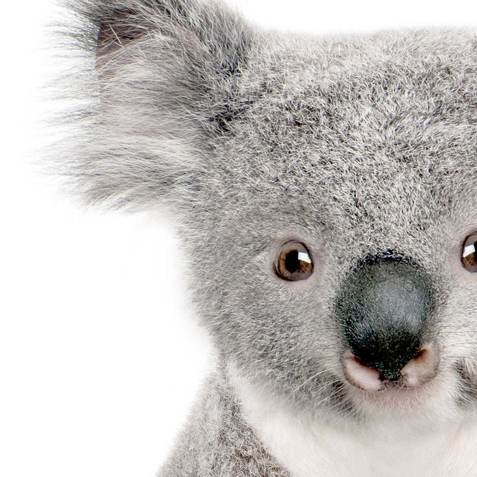 Baby Koala - Baby Animal Portrait