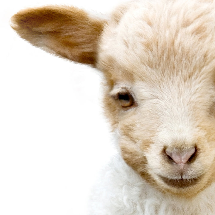 Baby Lamb - Baby Animal Portrait