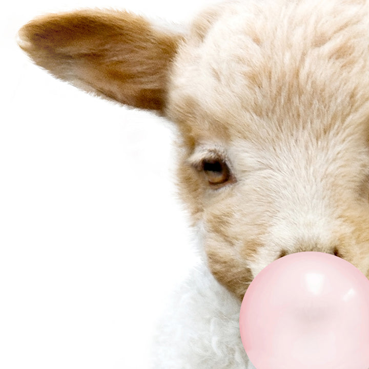 Baby Lamb Blowing Pink Bubble Gum