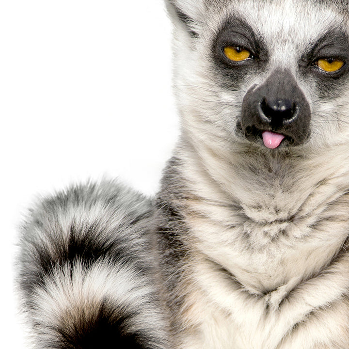 Lemur Blep - Animal Portraits