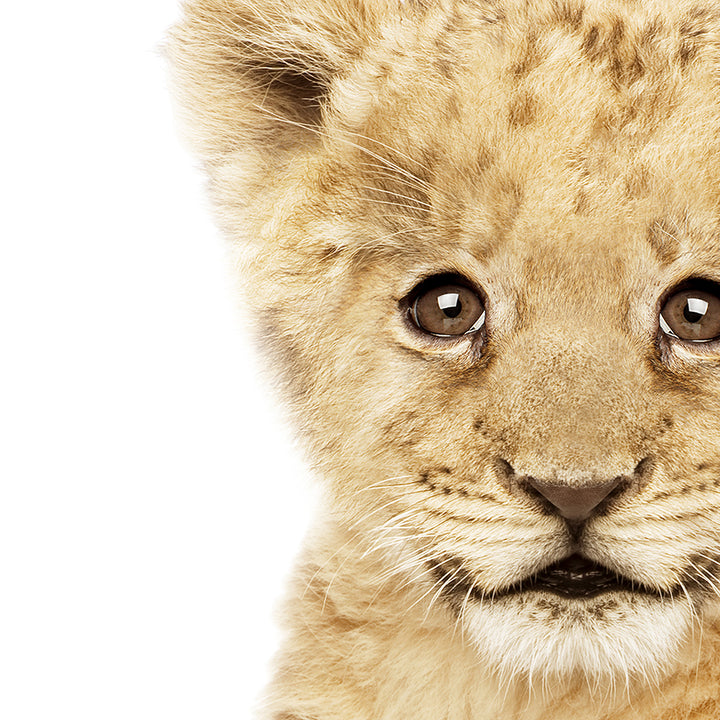 Baby Lion Cub - Baby Animal Portrait