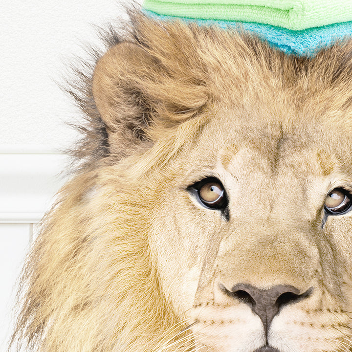 Lion - Cold Wash Only Bright Colors