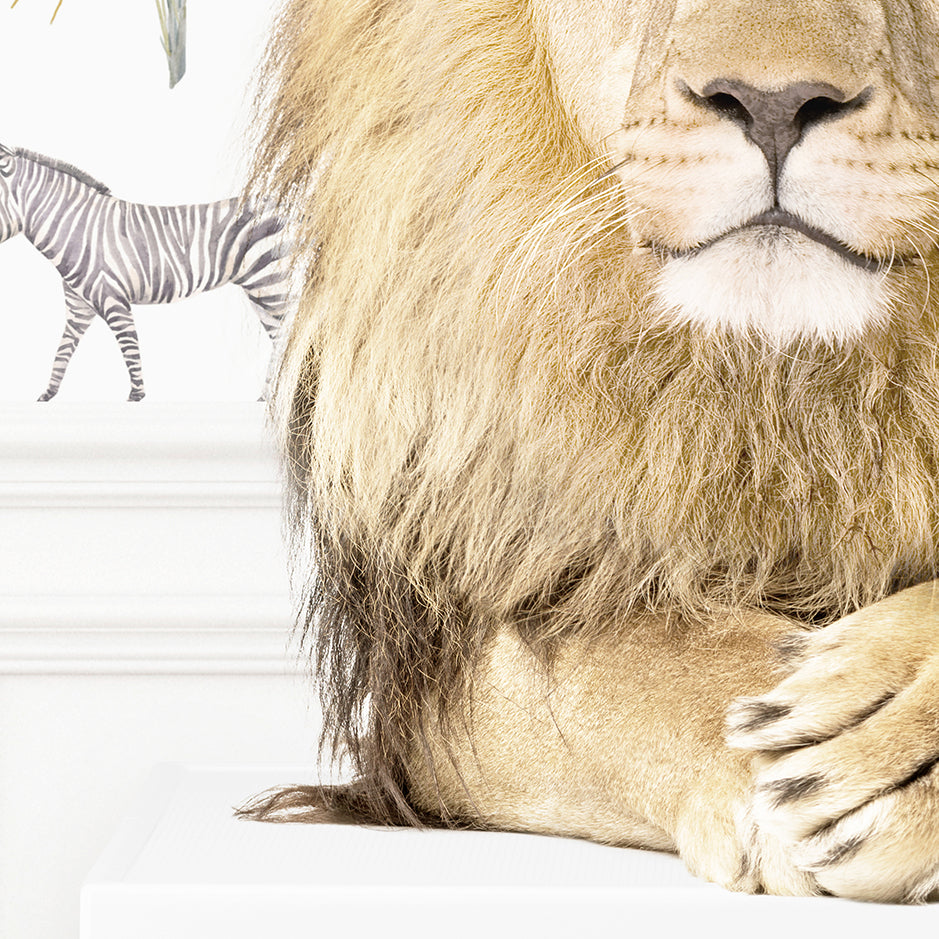 Lion on Washing Machine - Assorted Wallpapers