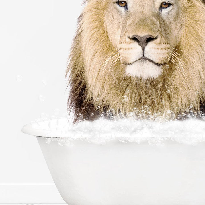 Male Lion in Neutral Bath