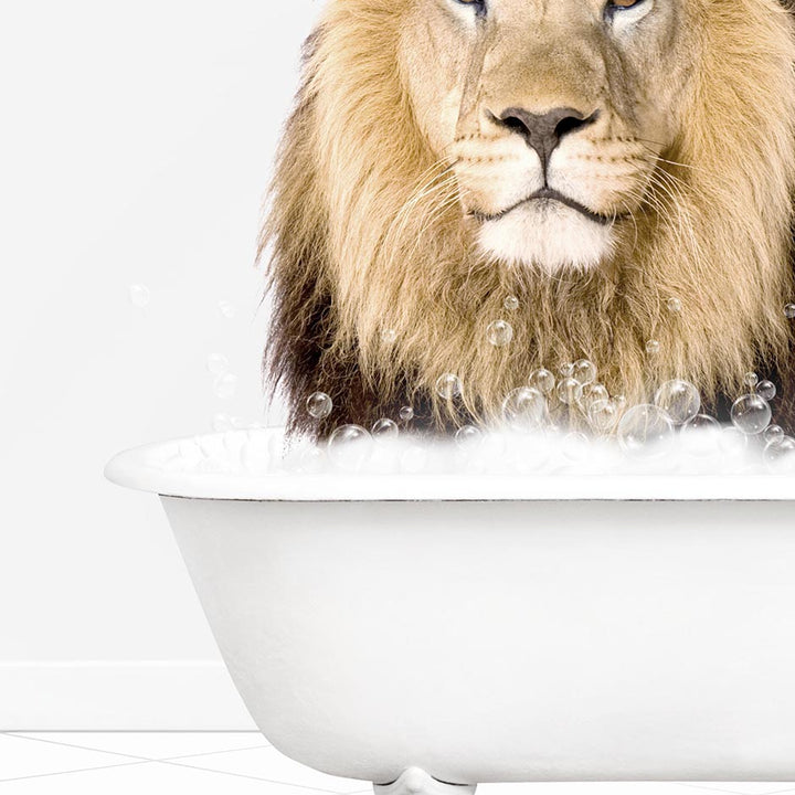 Male Lion in Neutral Bath