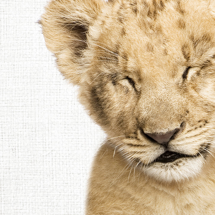 Lion Cub with Eyes Closed - Animal Portraits