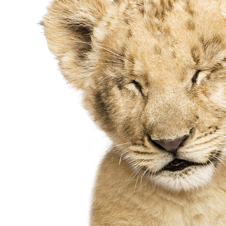 Lion Cub with Eyes Closed - Animal Portraits