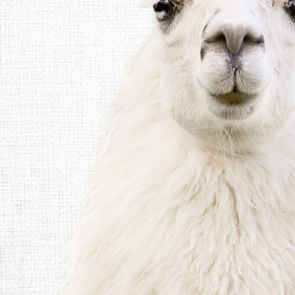 Fluffy Llama - Animal Portraits