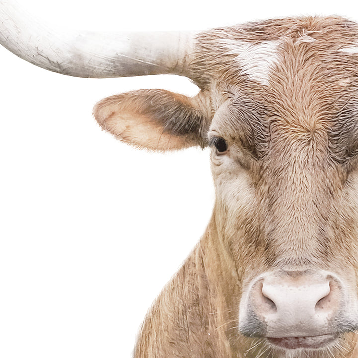 Texas Longhorn Cow in Landscape - Animal Portraits