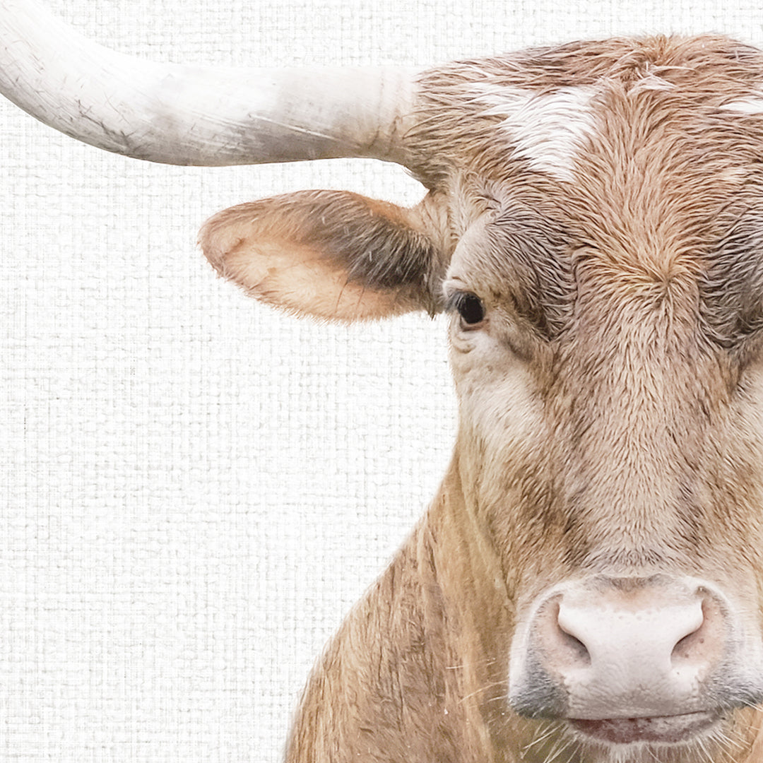 Texas Longhorn Cow in Landscape - Animal Portraits