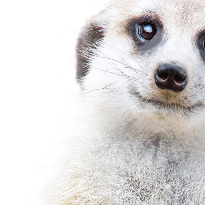 Meerkat - Animal Portraits