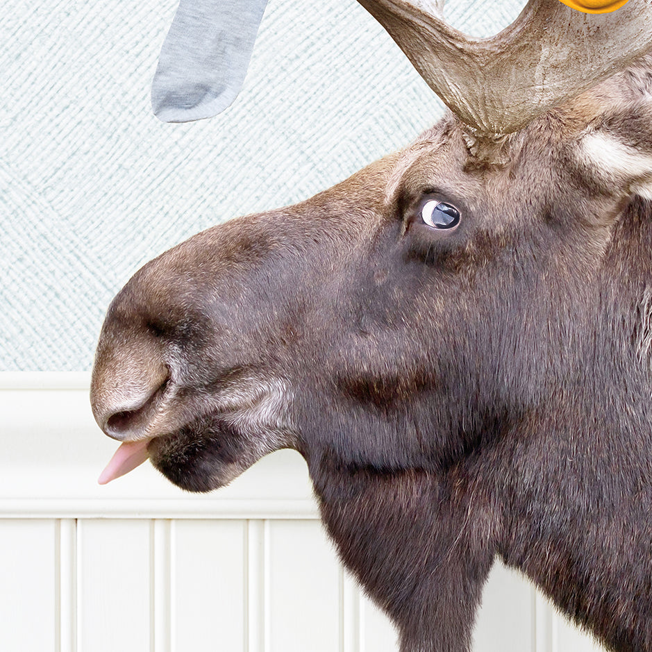 Moose - Lost Socks - Cottage Blue Wall