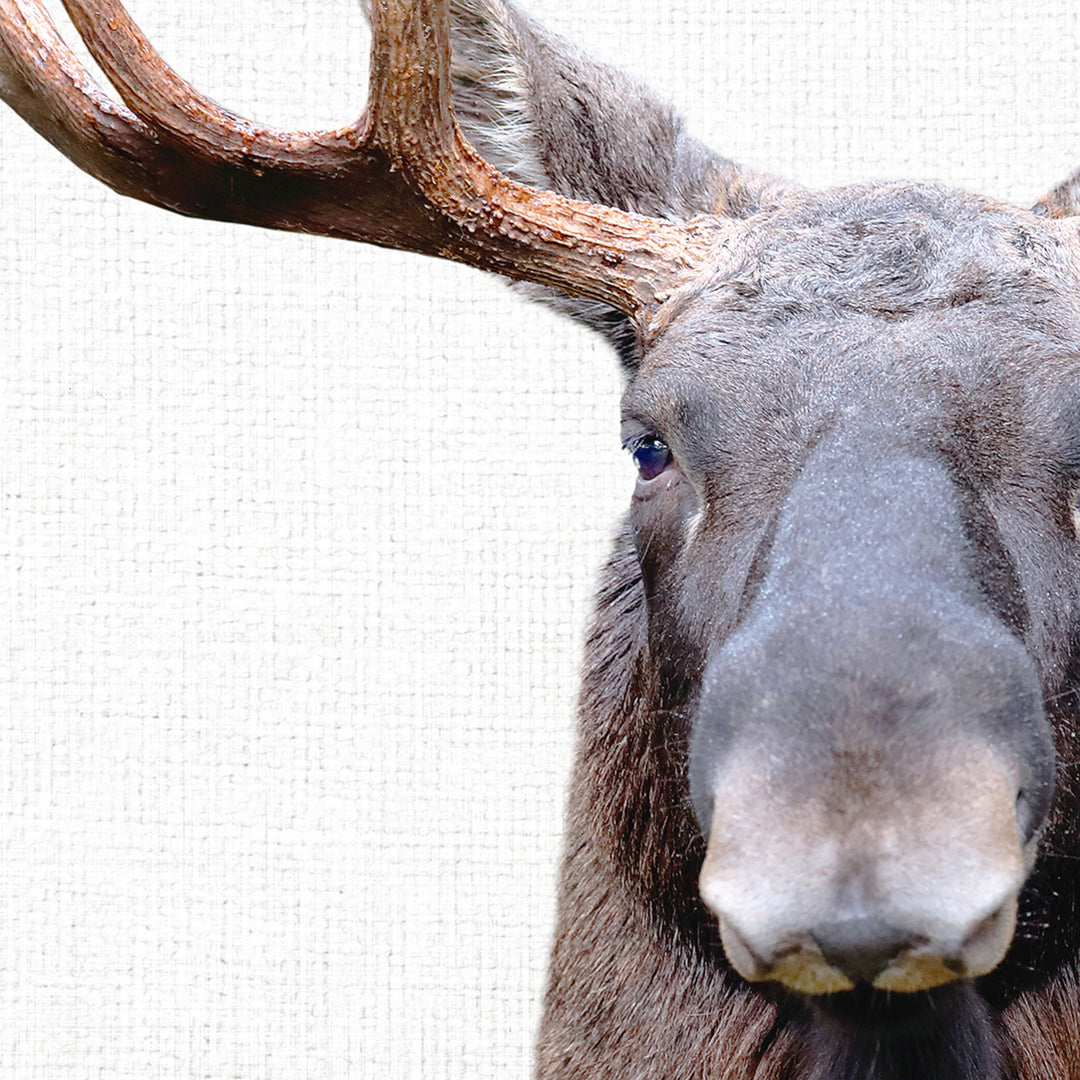 Moose in Landscape - Animal Portraits