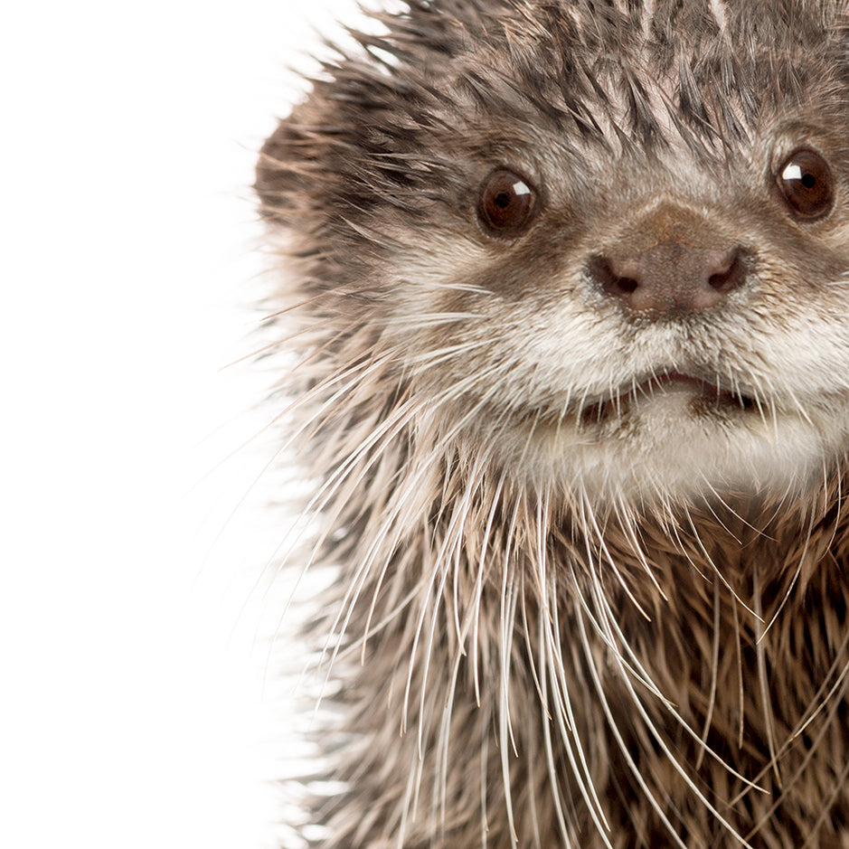 Baby Otter - Baby Animal Portrait