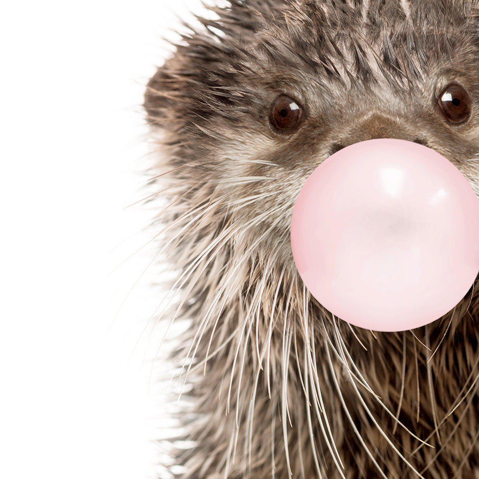 Baby Otter Blowing Pink Bubble Gum