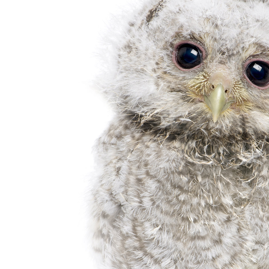 Baby Owl - Baby Animal Portrait