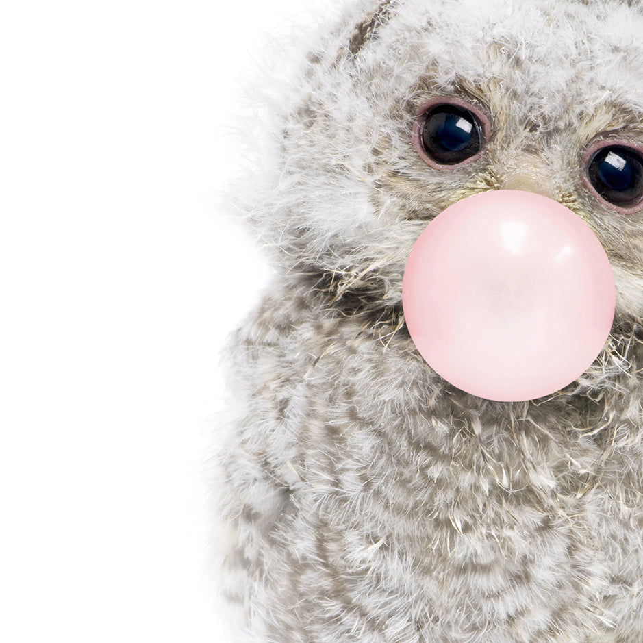 Baby Owl Blowing Pink Bubble Gum