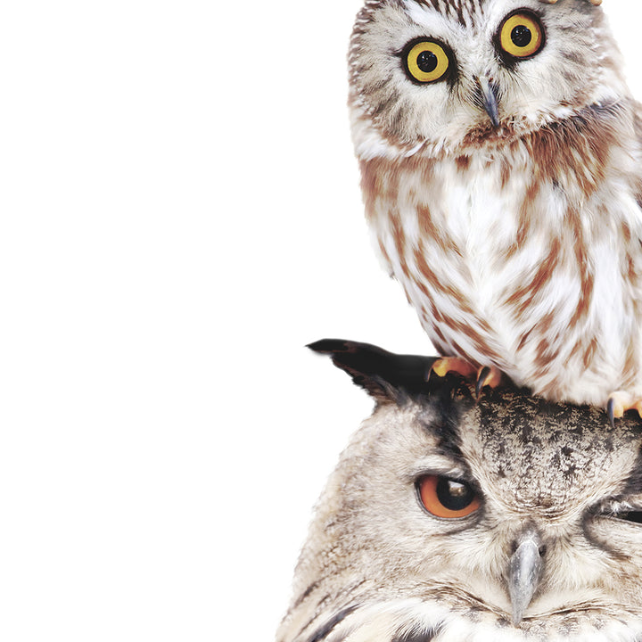 Stacked Owls - Animal Portraits