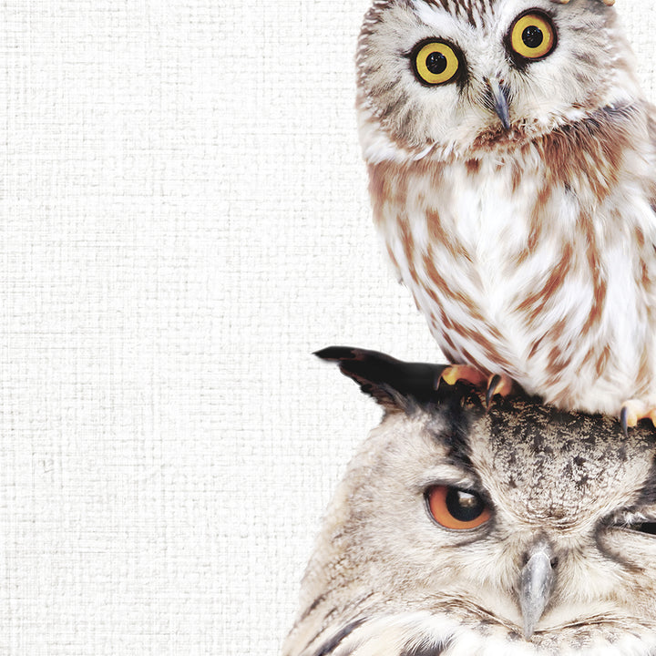 Stacked Owls - Animal Portraits