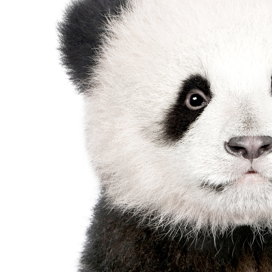 Baby Panda - Baby Animal Portrait