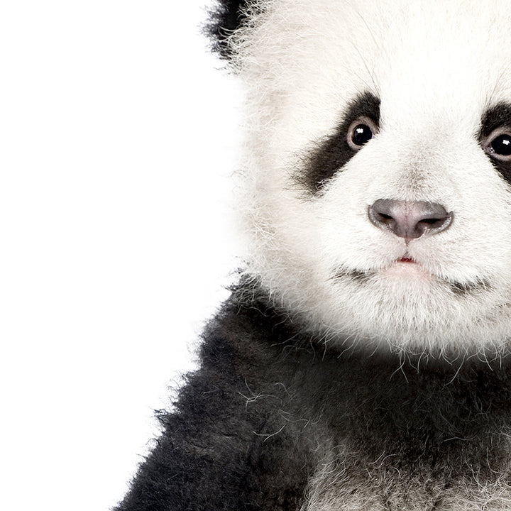 Baby Panda - Animal Portraits