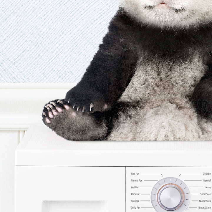 Baby Panda on Washing Machine - Cottage Blue Wall