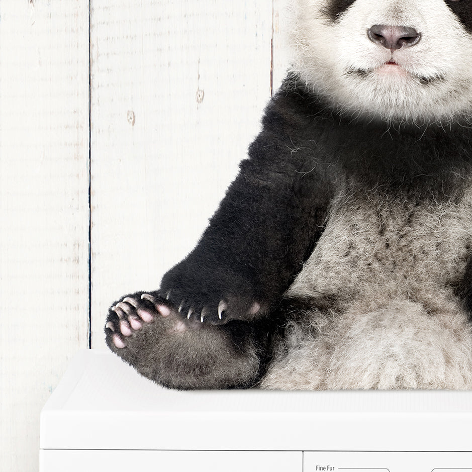 Baby Panda on Washing Machine - Farmhouse Wall