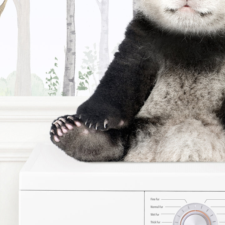 Baby Panda on Washing Machine - Assorted Wallpapers