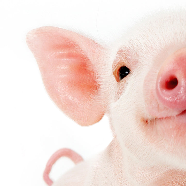 Baby Pig - Baby Animal Portrait