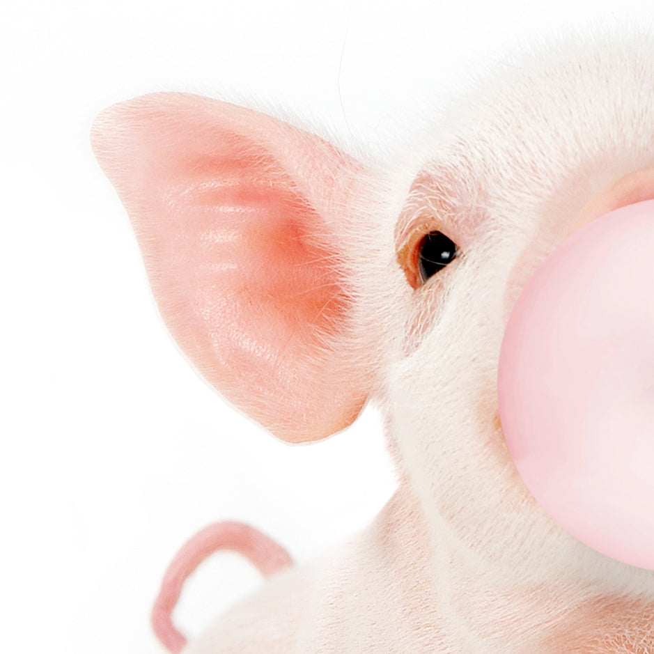 Baby Piglet Blowing Pink Bubble Gum