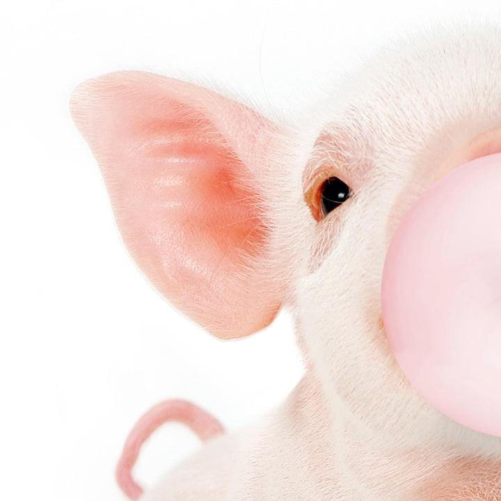 Baby Piglet Blowing Pink Bubble Gum