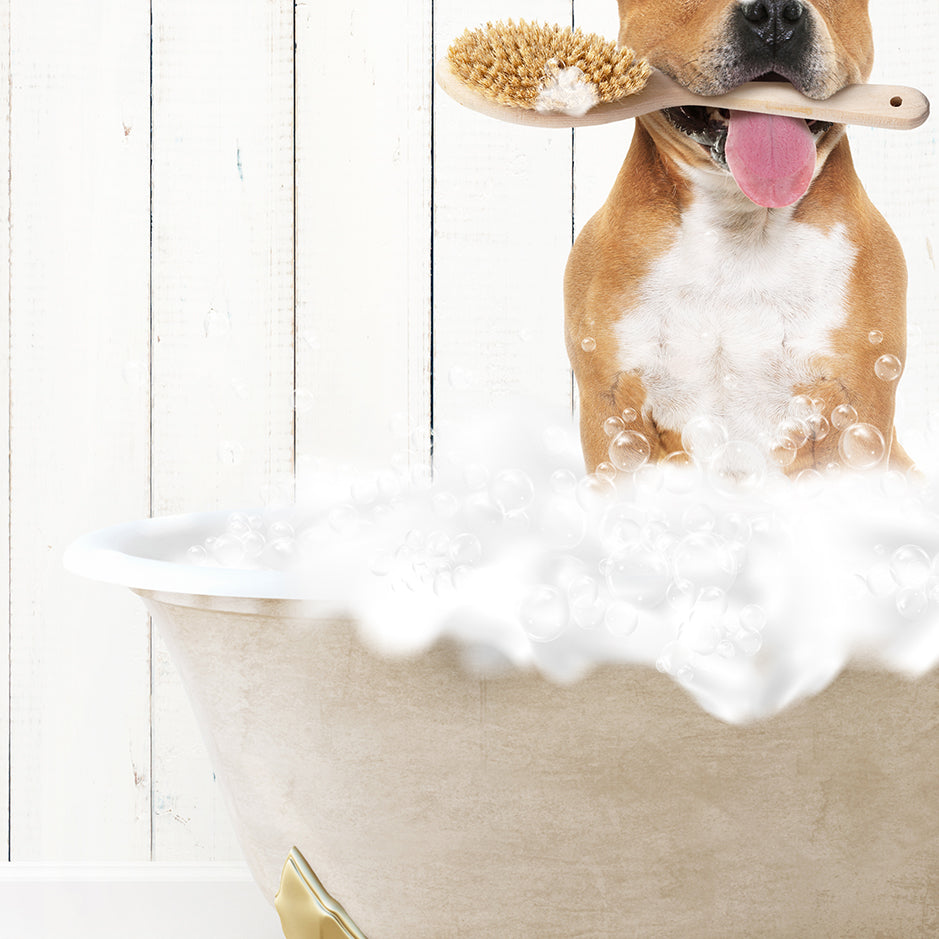 Pitbull in Farmhouse Hot Bath