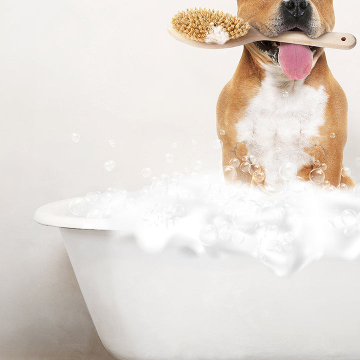 Pitbull in Rustic Bath Style Lots of Foamy Bubbles