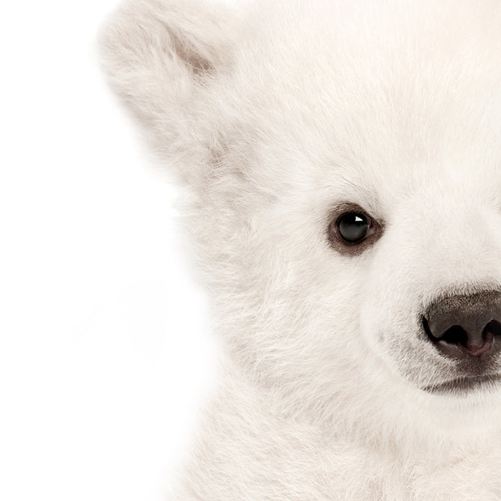 Baby Polar Bear Cub - Baby Animal Portrait